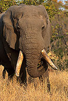 African Elephant, Kruger NP, S. Africa - Elephant africain  14561