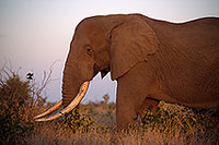 African Elephant, Kruger NP, S. Africa - Elephant africain  14563