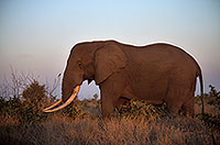 African Elephant, Kruger NP, S. Africa - Elephant africain  14564