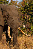 African Elephant, Kruger NP, S. Africa - Elephant africain  14566