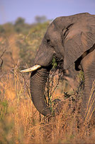 African Elephant, Kruger NP, S. Africa - Elephant africain  14577