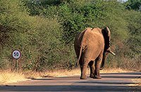 African Elephant, Kruger NP, S. Africa - Elephant africain  14580