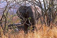 African Elephant, Kruger NP, S. Africa - Elephant africain  14592