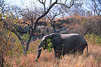 African Elephant, Kruger NP, S. Africa - Elephant africain  14596