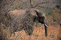 African Elephant, Kruger NP, S. Africa - Elephant africain  14597