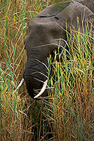 African Elephant, Kruger NP, S. Africa - Elephant africain  14608