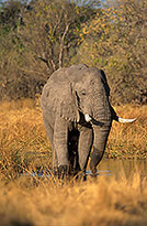 African Elephant, Moremi, Botswana - Elephant africain  14616