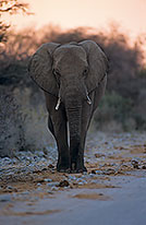African Elephant, Etosha NP, Namibia - Elephant africain  14626