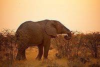 African Elephant, Etosha NP, Namibia - Elephant africain  14628
