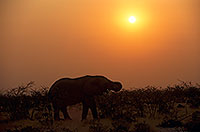 African Elephant, Etosha NP, Namibia - Elephant africain  14633