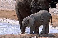 African Elephant, Etosha NP, Namibia - Elephant africain  14642