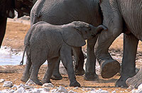 African Elephant, Etosha NP, Namibia - Elephant africain  14643