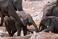 African Elephant, Etosha NP, Namibia - Elephant africain  14637