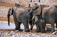 African Elephant, Etosha NP, Namibia - Elephant africain  14644