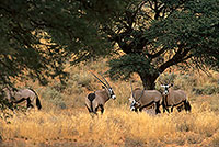 Gemsbok, S. Africa, Kalahari-Gemsbok NP - Oryx Gemsbok  14685