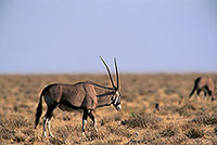 Gemsbok, Namibia, Etosha NP - Oryx Gemsbok  14686