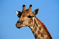 Giraffe, Kruger NP, S. Africa -  Girafe  14690
