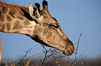 Giraffe browsing, Kruger NP, S. Africa -  Girafe broutant  14691