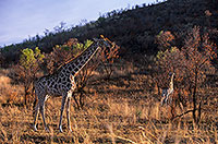 Giraffe, Pilanesberg NP, S. Africa -  Girafe  14701