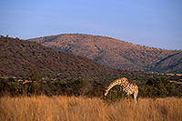 Giraffe, Pilanesberg NP, S. Africa -  Girafe  14703