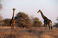 Giraffe courtship, Kruger NP, S. Africa -  Girafe, cour  14706