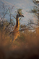 Giraffe, Kruger NP, S. Africa -  Girafe 14714