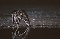 Giraffe drinking, Etosha NP, Namibia -  Girafe buvant la nuit 14722