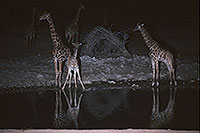 Giraffes at waterhole, Etosha NP, Namibia -  Girafes au pt d'eau  14724