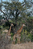 Giraffe, Kruger NP, S. Africa -  Girafe 14727