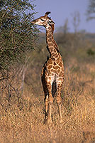 Giraffe (young), Kruger NP, S. Africa -  Jeune Girafe 14729