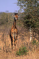 Giraffe (young), Kruger NP, S. Africa -  Jeune Girafe 14735