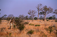 Giraffe in savannah, Kruger NP, S. Africa -  Girafe 14733