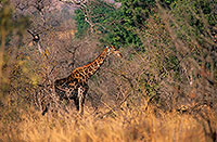 Giraffe in savannah, Kruger NP, S. Africa -  Girafe 14739
