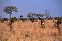Giraffe in savannah, Kruger NP, S. Africa -  Girafe 14738