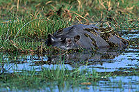 Hippo, Moremi reserve, Botswana - Hippopotame   14765