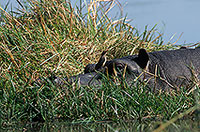 Hippo, Moremi reserve, Botswana - Hippopotame   14766