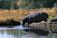 Hippo, Moremi reserve, Botswana - Hippopotame   14768