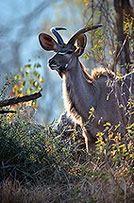 Greater Kudu, S. Africa, Kruger NP -  Grand Koudou  14848