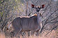 Greater Kudu, S. Africa, Kruger NP -  Grand Koudou  14849
