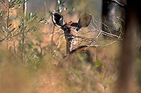Greater Kudu, S. Africa, Kruger NP -  Grand Koudou  14850
