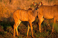 Greater Kudu, S. Africa, Kruger NP -  Grand Koudou  14857