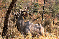 Greater Kudu, S. Africa, Kruger NP -  Grand Koudou  14861