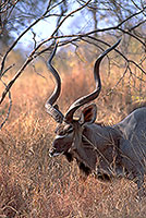 Greater Kudu, S. Africa, Kruger NP -  Grand Koudou  14862
