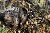 Nyala bull, Kruger NP, S. Africa -  Nyala male   14984
