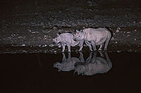 Rhinoceros (Black), Etosha NP, Namibia  -  Rhinoceros noir  14997