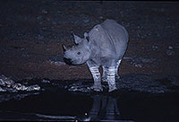 Rhinoceros (Black), Etosha NP, Namibia  -  Rhinoceros noir  15001