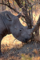 Rhinoceros (White), Kruger Park, S. Africa -  Rhinoceros blanc  15006