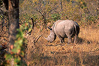 Rhinoceros (White), Kruger Park, S. Africa -  Rhinoceros blanc  15010