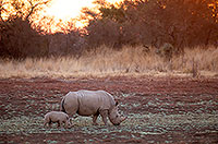 Rhinoceros (White), Kruger Park, S. Africa -  Rhinoceros blanc  15015