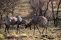 Tsessebe, Kruger Park, S. Africa -  Tsessebe, ou Sassaby   15020